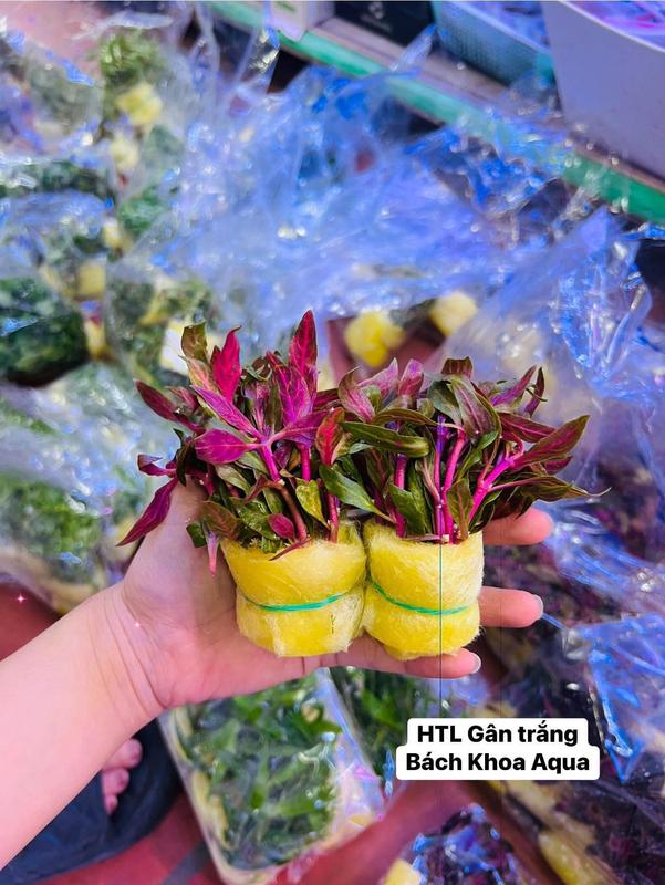 Cây Cắt Cắm Cây thủy sinh dễ trồng cho bể cá không cần CO2 LÁ CẠN
