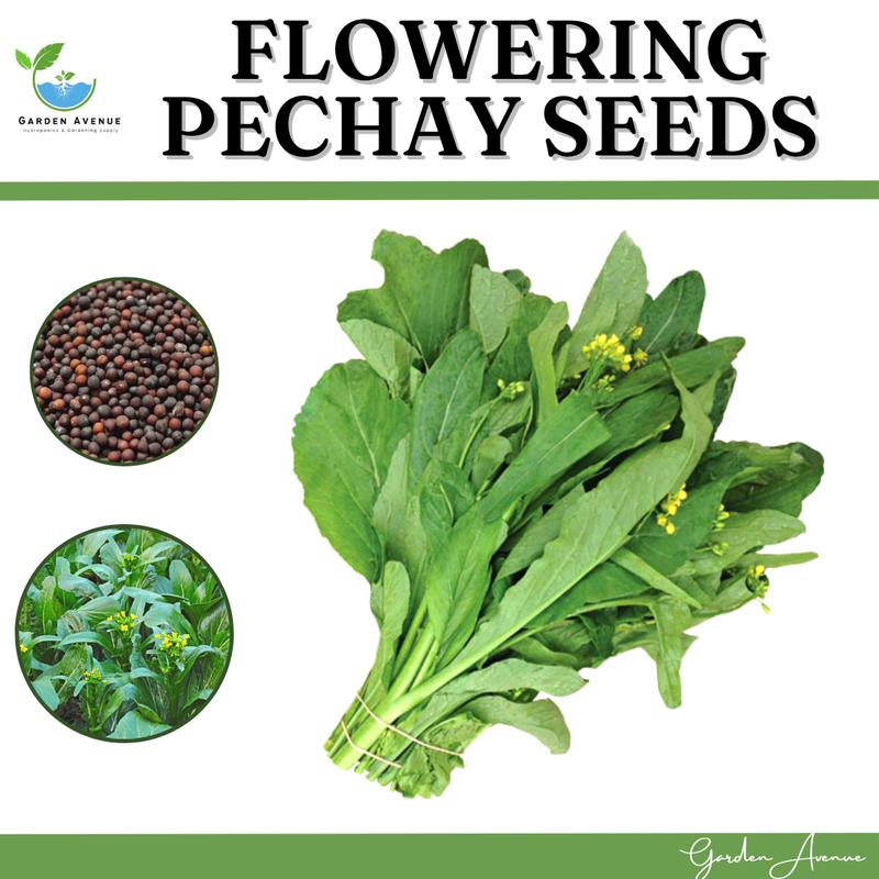 FLOWERING PECHAY/CHINESE PECHAY SEEDS - FOR BACKYARD/FARMING - TikTok ...