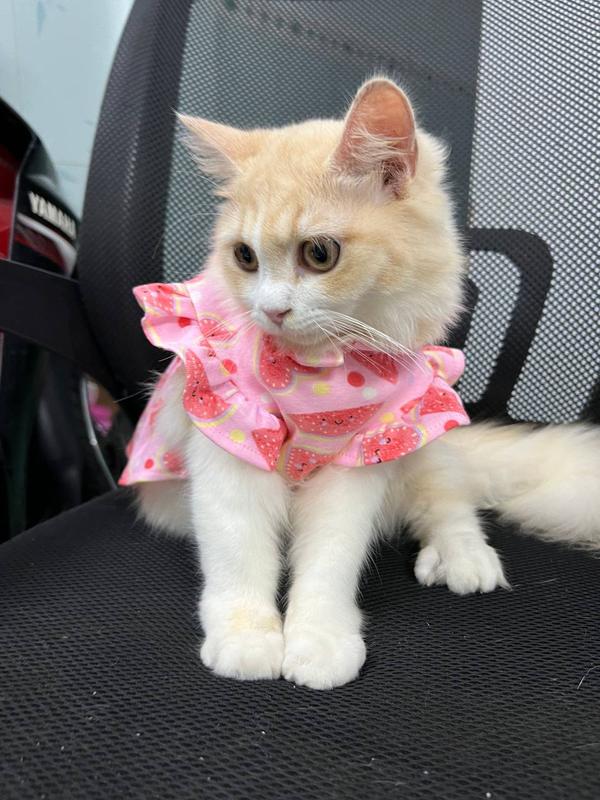 Váy đầm cho mèo chó: Đầm dưa hấu vải thun co giãn