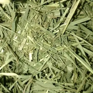 Timothy hay snack hamster gerbil