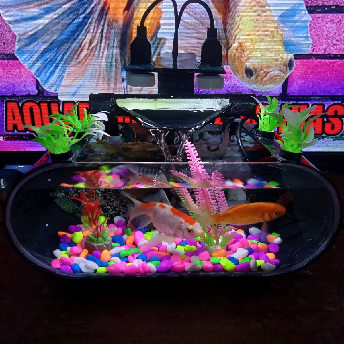 Akuarium akrilik Ikan Hias
