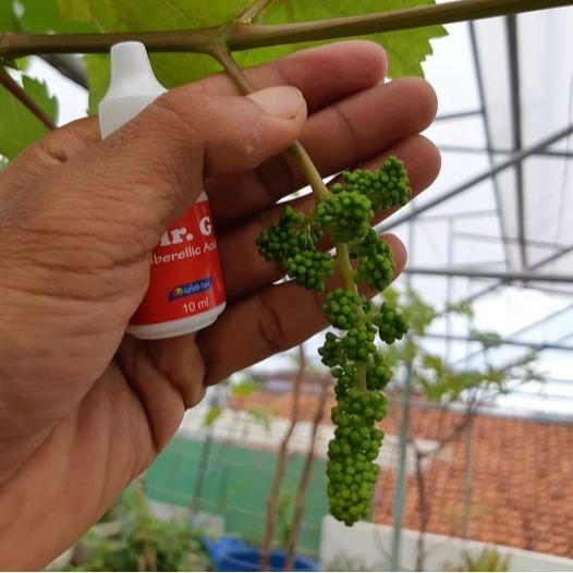 Hormon GA3 Mr. G untuk Tanaman Anggur - Pembesar Buah Anggur dan Giberlin Bunga - Brokoli, Food, Saus, Selai, Frozen, Tulang, Air, Berry, Etawa, Keranjang 1
