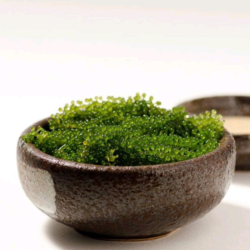 Combo 20 TẶNG 2 + TẶNG 1 SỐT MÈ 180ml Rong nho tách nước Phúc Vinh 25g, - Đặc Sản Nha Trang Khánh Hòa - Food, Snack, Ăn Vặt rong  biển  trộn  cơm  hươu  cao  cổ rong  biển  canxi  hàn  quốc  chính  hãng