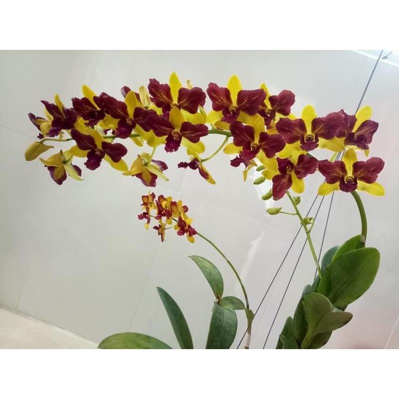 Dendro đột biến 3 vàng 3 đỏ - Shop Hoa Lan KIMAN 0