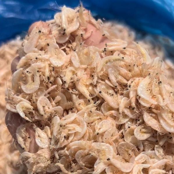 UDANG REBON KECEPE MEDAN SUPER PREMIUM Food Frozen 3