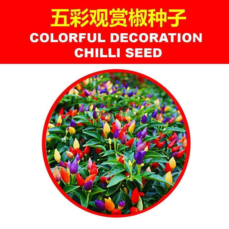 SG Stock Chilli seed chilli seed/pepper seed/sweet capsicum/green cayenne pepper seed decoration chilli seed 3