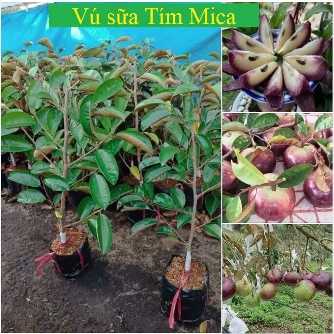 Cây vú sữa tím MiCa quả to siêu ngon ngọt ăn được cả vỏ giống cây thế hệ mới