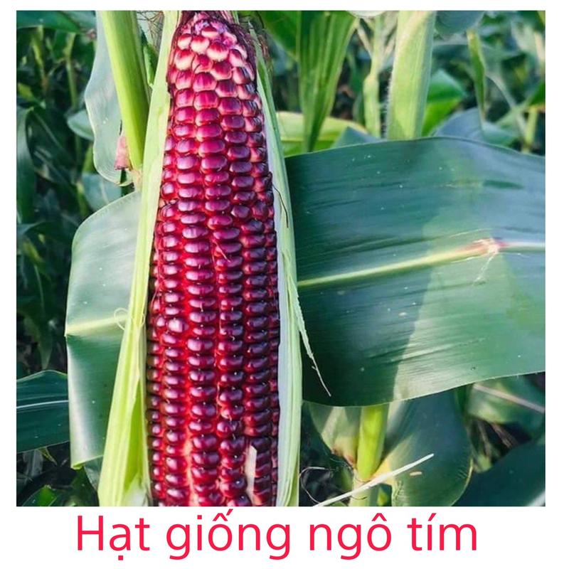 hạt giống ngô tím nữ hoàng