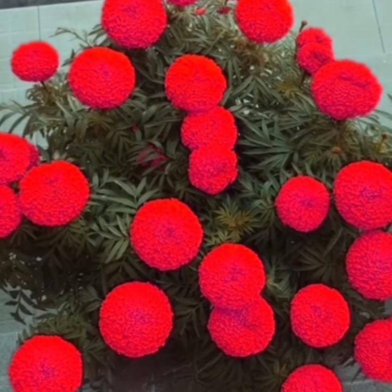 Combo gói hạt giống hoa cúc vạn thọ đỏ trồng chơi tết ( Tặng kèm phân bón )