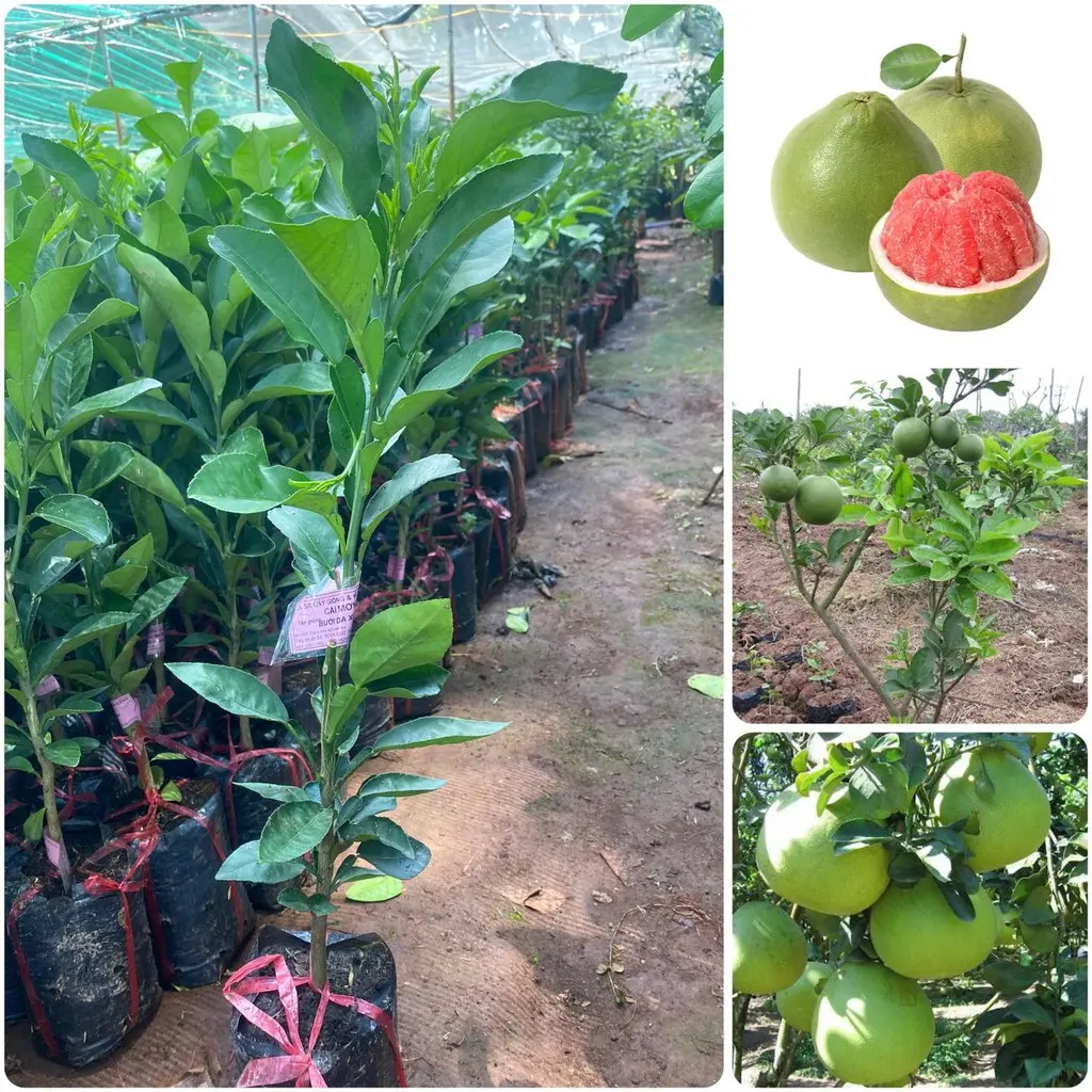 ( Nông Nghiệp Xanh ) Cây bưởi da xanh ruột đỏ