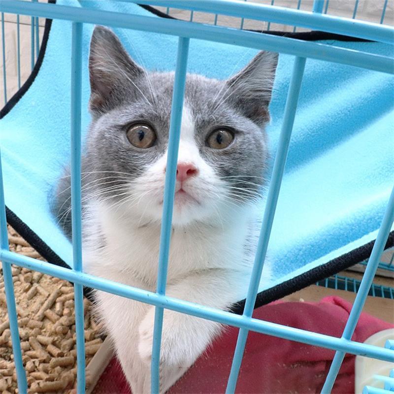 Product Introduction of Cat Hammock Bed Hanging Pet Cage Hammock Soft Cat House Cushion Mat Summer Cooling Pet Basket Tapestry Pet  Dog Bed 8
