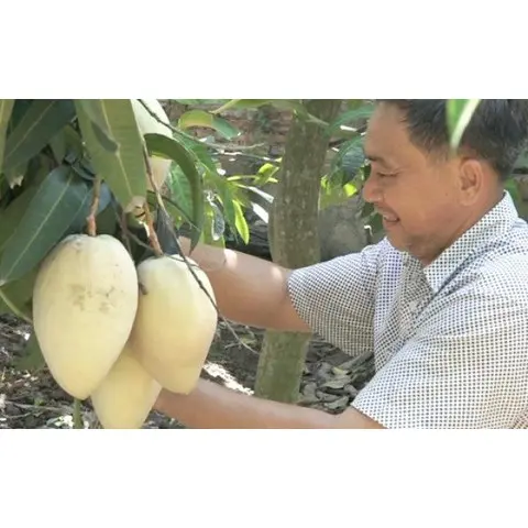 Cây giống Xoài Thanh ca [ Cây ghép cho trái sớm ]. [ GIAO HÀNG NHANH ] 1