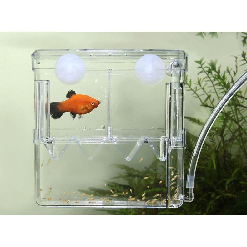 Ready Stock YEE Aquarium Double Layer Fish Isolation Breedin - TikTok ...