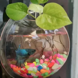 Aquarium Dinding Bulat Besar