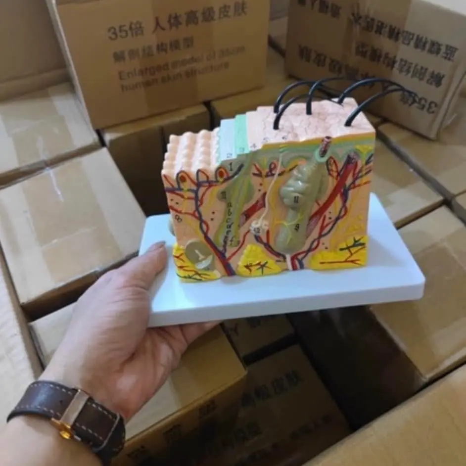 Mô Hình Da Giải Phẫu - Mô Hình Cấu Trúc Da