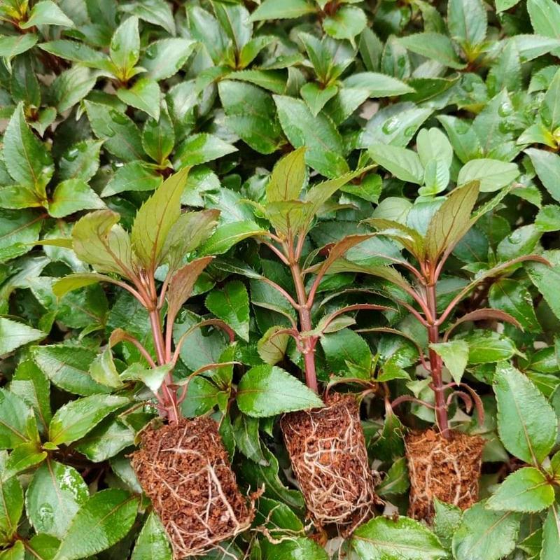 giống 10 cây hoa mai địa thảo nhiều màu