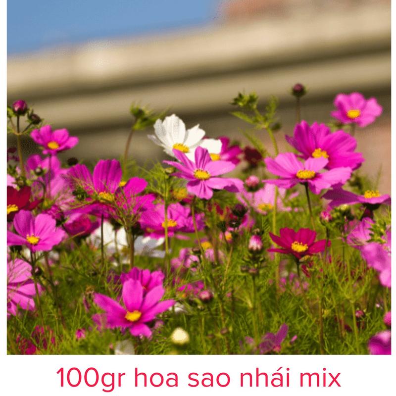  hạt giống hoa sao nhái nhiều màu 