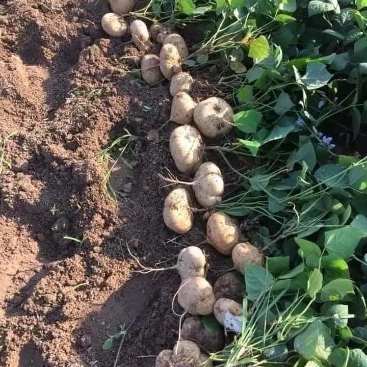 Hạt giống củ đậu f1 ( gói 30 hạt )