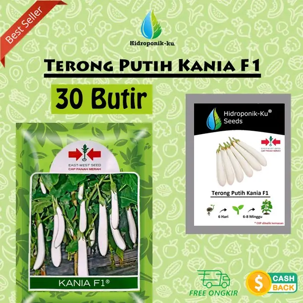 Bibit / Benih Terong Putih Kania F1 Cap Panah Merah (30 Butir) Hidroponik Ku