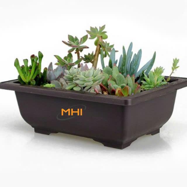  Chậu Nhựa Trồng Cây BonSai MHI Hình Vuông Hình Chữ Nhật Phù hợp với Văn Phòng 