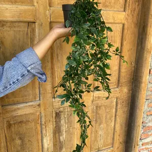 DAUN JUNTAI MINI DENGAN POT Plastik 60cm Dekorasi Ruangan & Taman Cocok Rak Dinding Hiasan Dapur Kaktus Busa Keawetan Tahan Lama Praktis Tanaman Diameter 8cm Fleksibel dan Mudah Dirawat