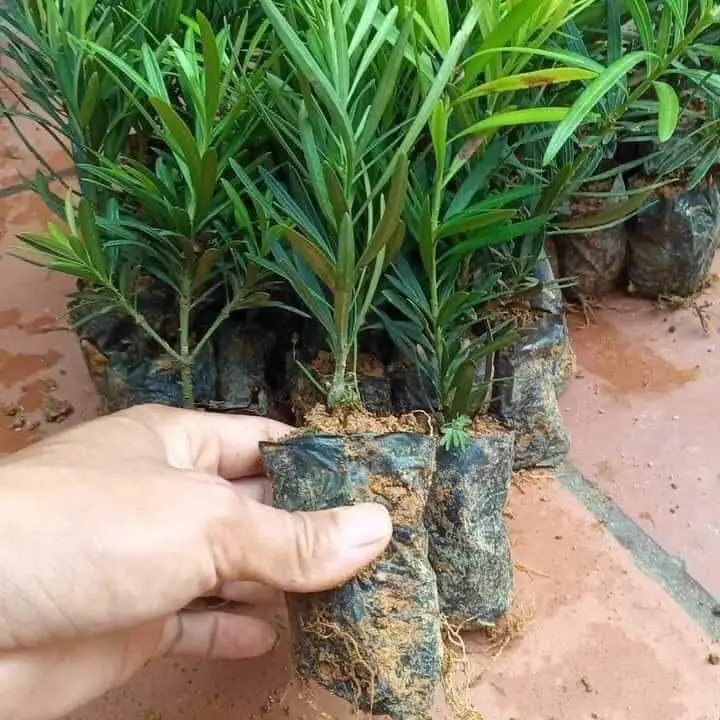 10 cây giống Tùng La Hán (..) 5