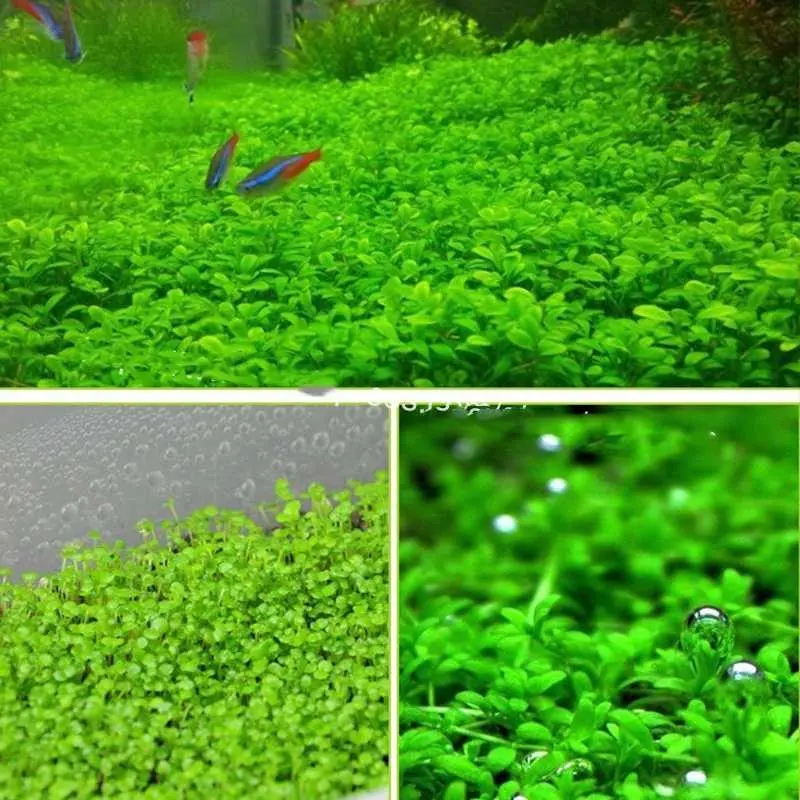 AShop Bibit Rumput Air Dekorasi Aquarium Landscape Ornament 10g 6