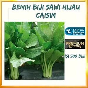 500 biji Benih SAWI HIJAU CAISIM SHINTA batang besar + BONUS benih lainnya