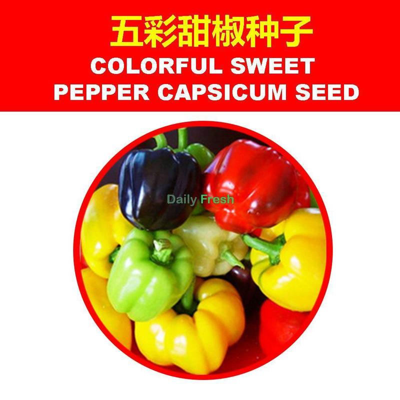 SG Stock Chilli seed chilli seed/pepper seed/sweet capsicum/green cayenne pepper seed decoration chilli seed 6