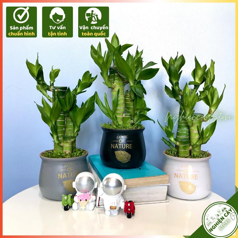 Cây Trúc may mắn ba thân chậu sứ để bàn hút tài lộc, làm quà tặng ý nghĩa