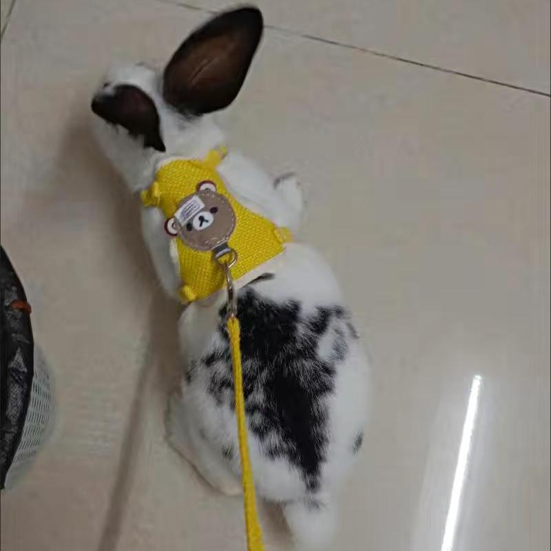 Product Introduction of Cute Small Pet Strap and Belt Set Rabbit Puppy and Cat Pet Accessories Vest Strap Outdoor Walking Belt Latest Pet Supplies 10