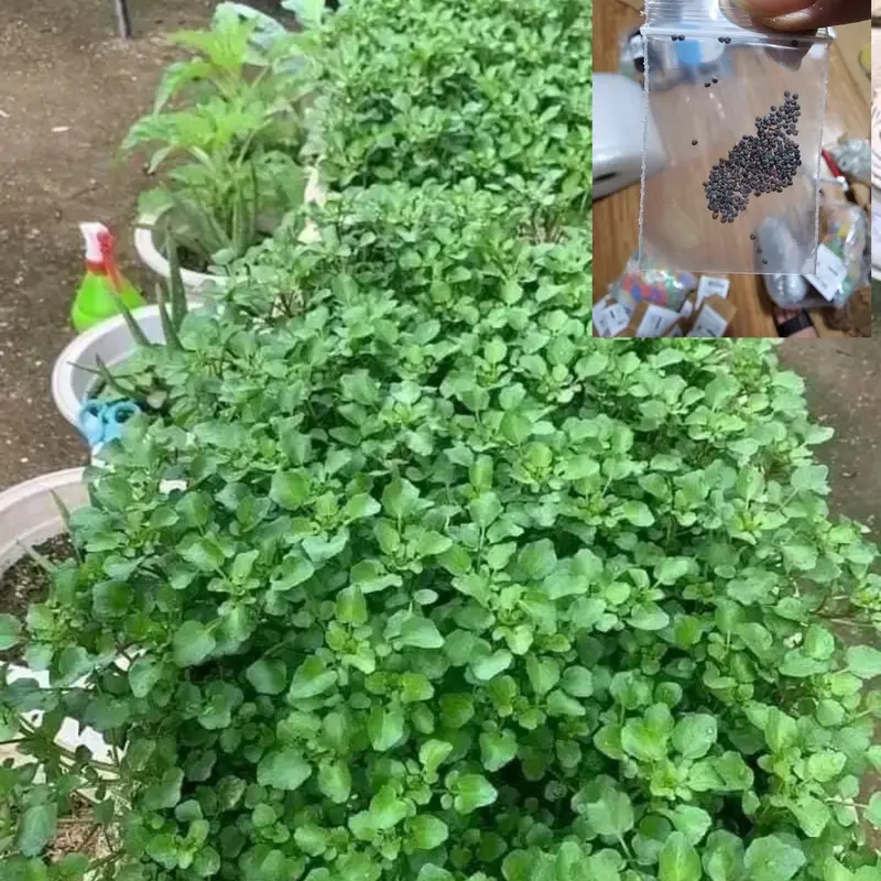 Hạt Giống Rau Cải Xoong ~ 500 hạt 0