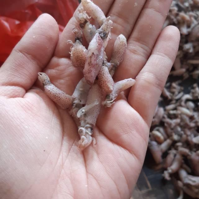 Cumi baby asin kering 1000 gram Food Goreng 2