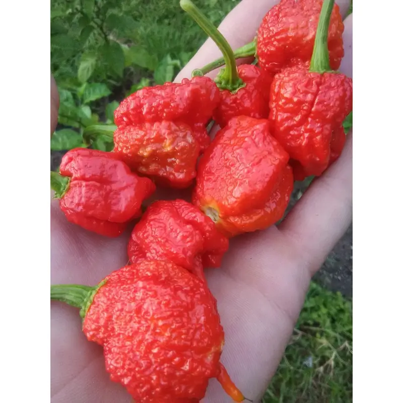 Benih Cabe Carolina Red Reaper Merah Cabai Pedas Heirloom Premium - Benih Seribuan 4