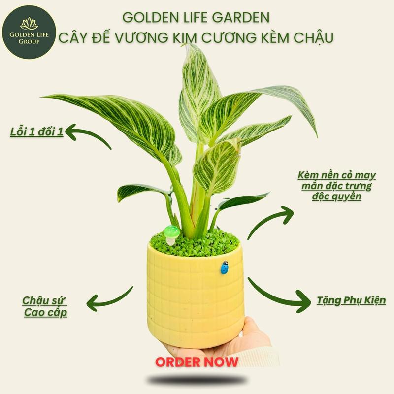 Cây Đế Vương Kim Cương chậu cây trang trí để bàn giao mẫu ngẫu nhiên cây kiểng phong thuỷ golden life cây cảnh mini cây cảnh để bàn giống cây