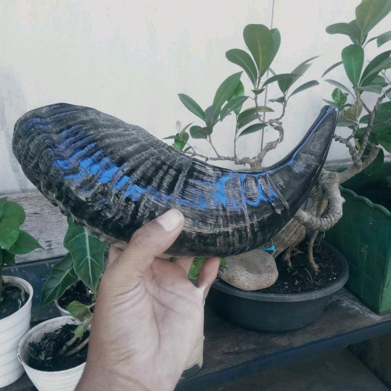 Terompet sangkakala ram shofar ram original 3