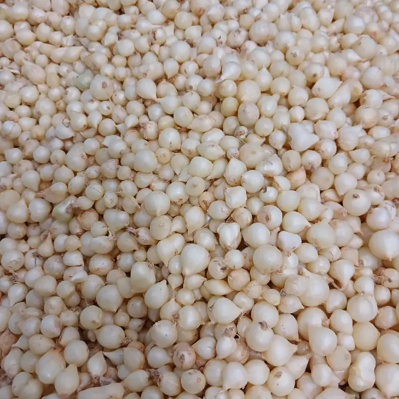 củ nén. củ hành tăm.  hành củ . loại trung (củ vừa +củ nhỏ).gia vị .thảo mộc .food 2