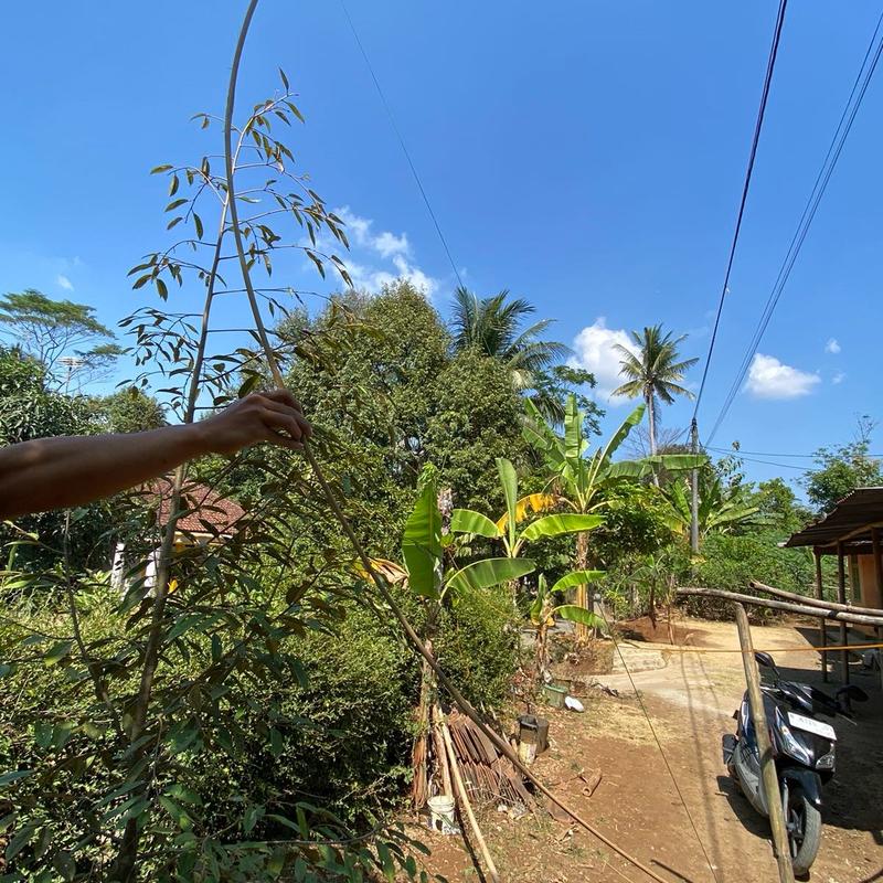 Sendaren Sawangan Layang Gapangan Panjang 2 Meter cocok untuk gapangan 1 - 1,5 meter sudah sama pita suara cek video Bambu 3