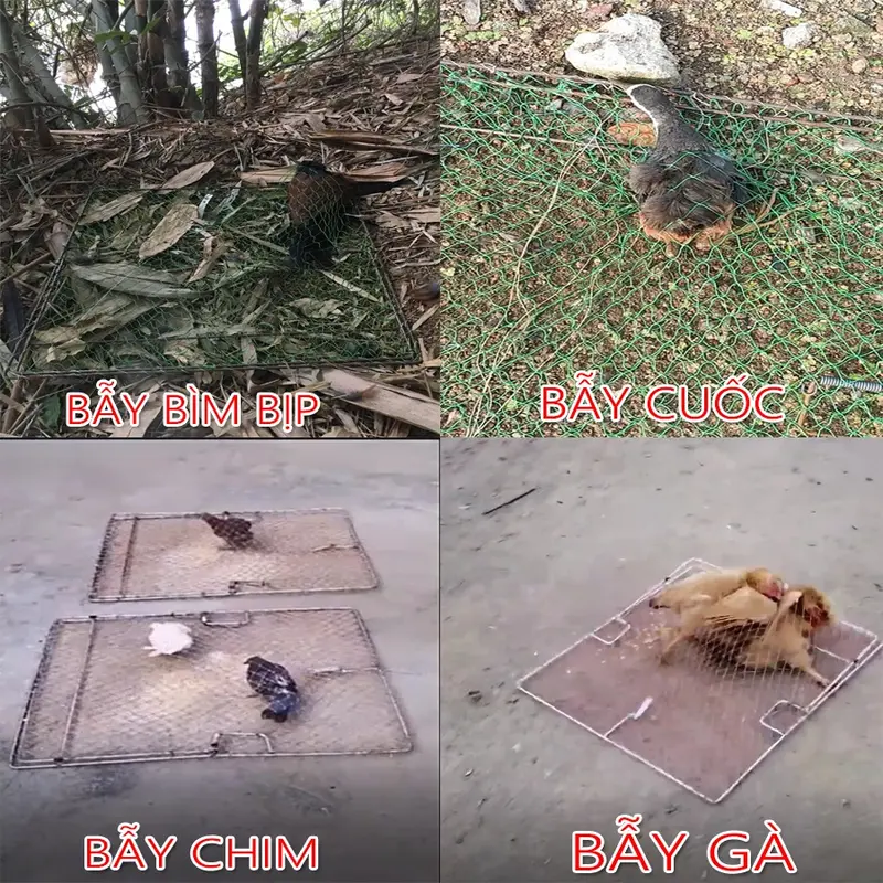 Lồng Lưới Tàng Hình Bẫy Gà, Bìm Bịp, Quốc, Chim Sẻ, Cò, Cuốc, Cút Rừng - Hiệu Quả 100% 5