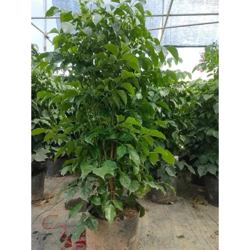 Cây hạnh phúc phong thủy đúng như cái tên 0