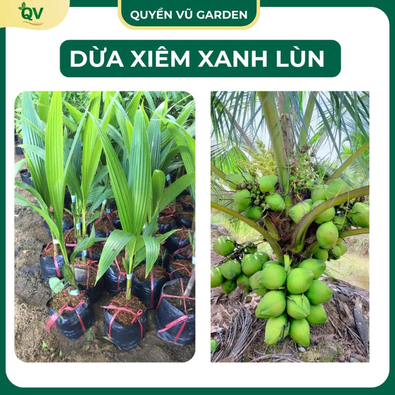   C01  Cây giống dừa xiêm xanh lùn năng suất cao dễ trồng sớm được thu hoạch 