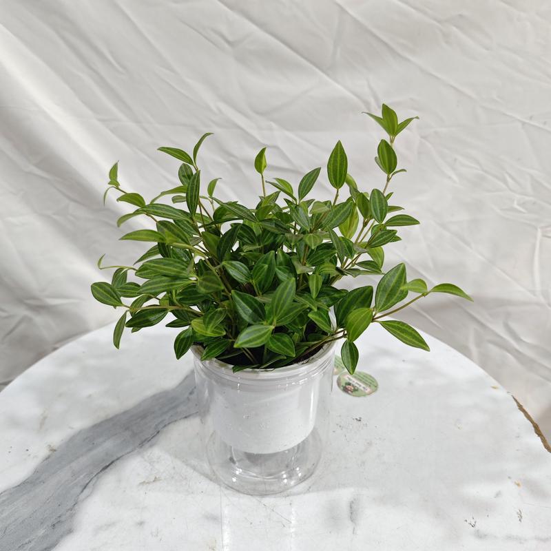 Các mẫu cây thuỷ sinh+bình thuỷ tinh (trầu bà ,vạn lộc,kim tiền...vv) 4