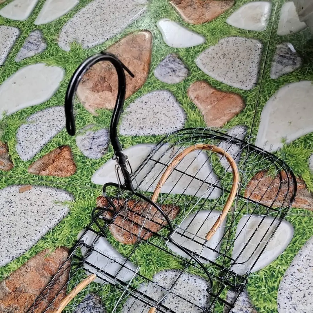 Mẹt choè treo cây