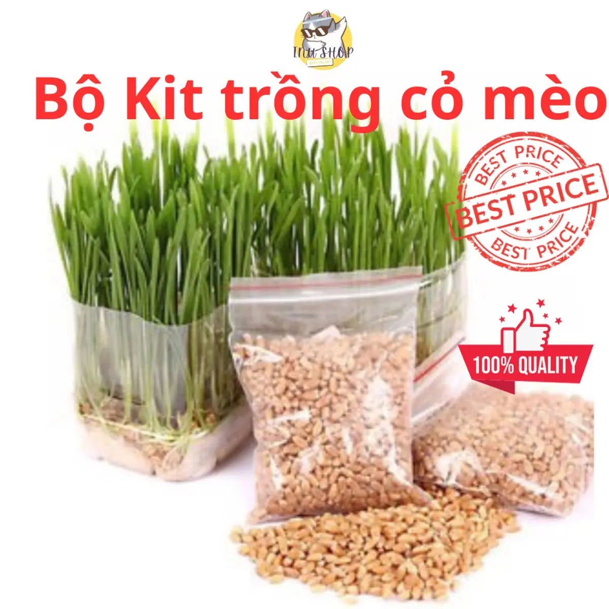 Bộ kit trồng cỏ mèo, hộp hạt giống, đất trồng siêu tiện dụng