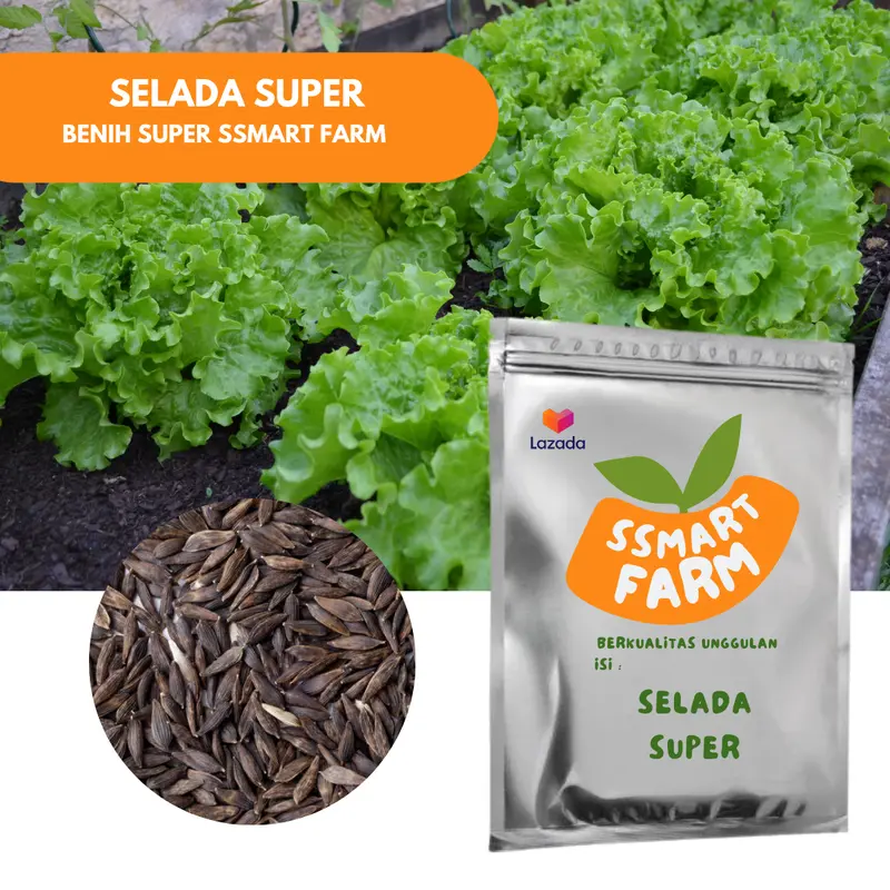 BENIH BIBIT BIJI SELADA HIJAU 0
