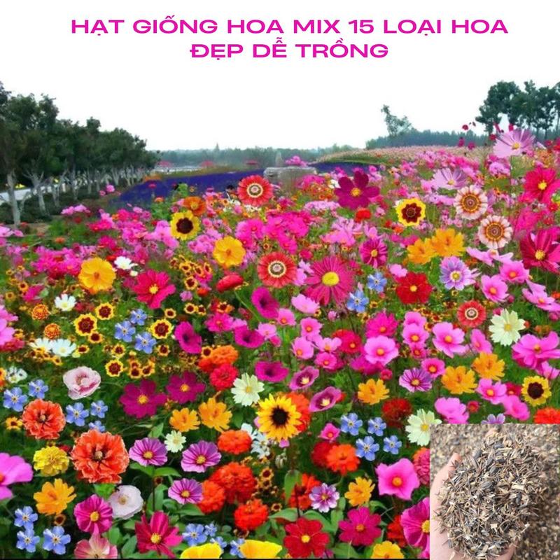  Hạt giống hoa tổng hợp 10 loại hạt hoa đẹp trong 1 gói hạt 2000 hạt  20gr  dễ trồng và chăm sóc ra hoa sau 40-50 ngày nảy mầm 99% hoa nở quanh năm gieo ngắm Tết 