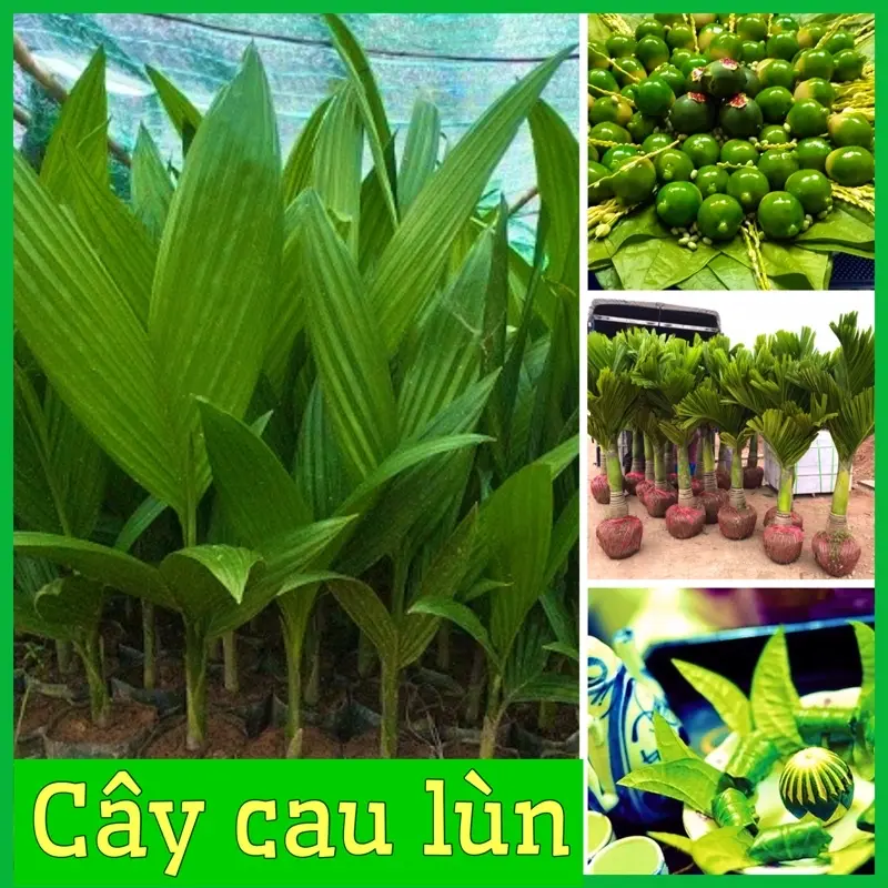 Cây Cau Lùn Tứ Quý Ra Quả Chuẩn Giống F1 - Dễ Trồng Trên Nhiều Điều Kiện Sinh Thái Khác Nhau
