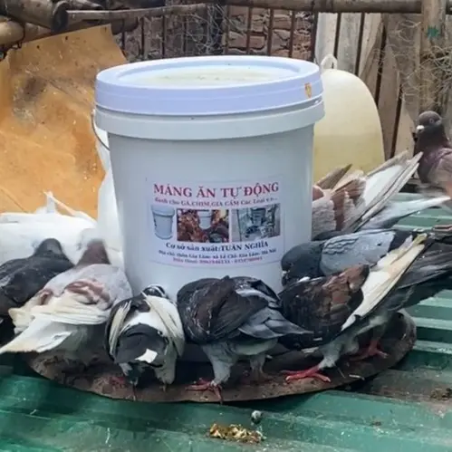 Máng ăn tự động cho Gà, Chim, dùng siêu bền hiệu quả nhất. 3