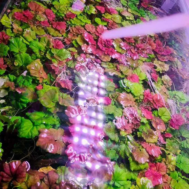 Cây rau má thủy sinh pink đột biến - Cây thủy sinh lá nước - H2 Aquatics