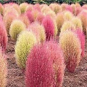 50 granos de quingombó rojo ornamental follaje rojo oscuro vibrante fácil de cultivar ideal para decoración de jardines y balcones